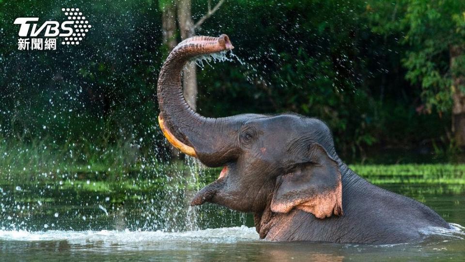 大象通常給人溫馴友善的印象。（示意圖／shutterstock達志影像）