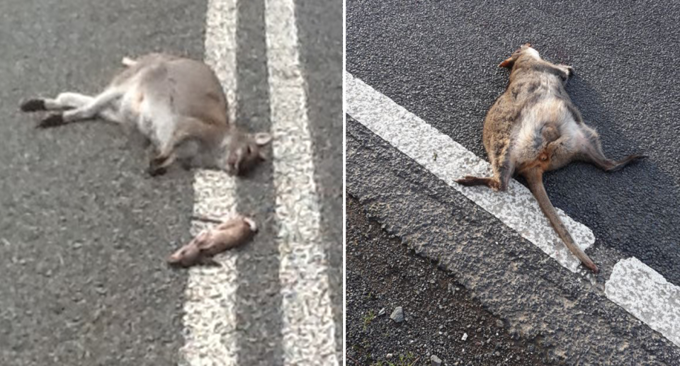 Citizen scientists are already sending images to the Roadkill Reporter app. Pictured left is a dead kangaroo with its joey lying beside it and on the right is another deceased marsupial.