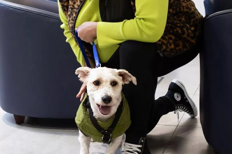 Pictured: Alison Hammond at Battersea with Dougal the Bichon Freeze after his much needed haircut