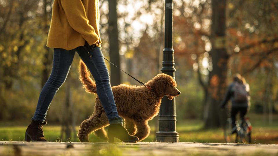 Woman walking her dog on a lead through a park