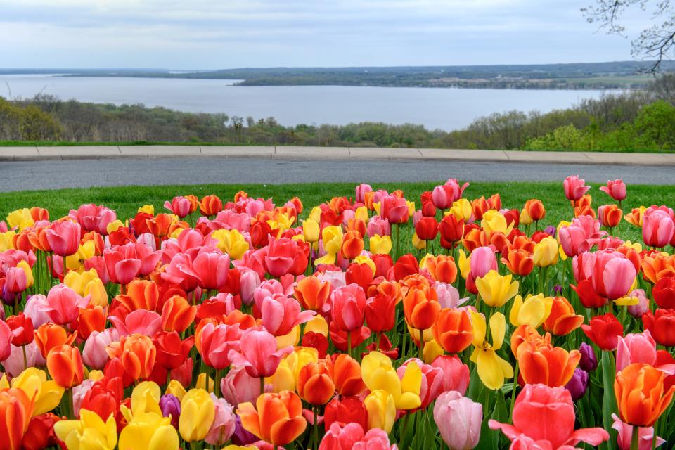 Tulips are in full bloom at a lookout over the Illinois River valley along Grandview Drive.