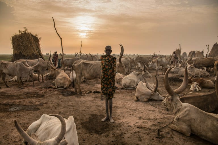 全球暖化若持續  研究：超過10億頭乳牛健康受威脅
