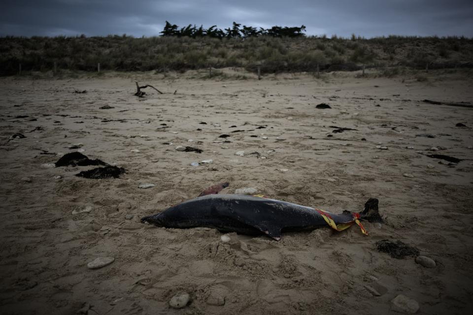 Des dizaines de carcasses de dauphins ont été retrouvées sur les plages du littoral Atlantique, ce mois de mars 2023. - Philippe LOPEZ / AFP