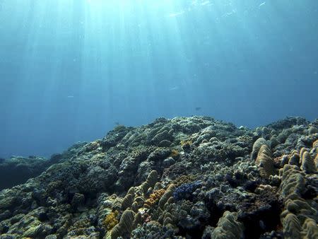 Reef corals (genus Acropora/Isopora) are seen in the Western Indo-Pacific Ocean in this undated handout picture from Paul Muir from the Queensland Museum in Townsville, Queensland, Australia. REUTERS/Paul Muir/Queensland Museum/Handout via Reuters