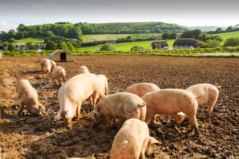 Washingpool Farm - Credit: GETTY