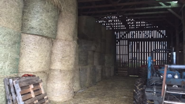 Port Williams farmer gets rid of 75 cattle following drought