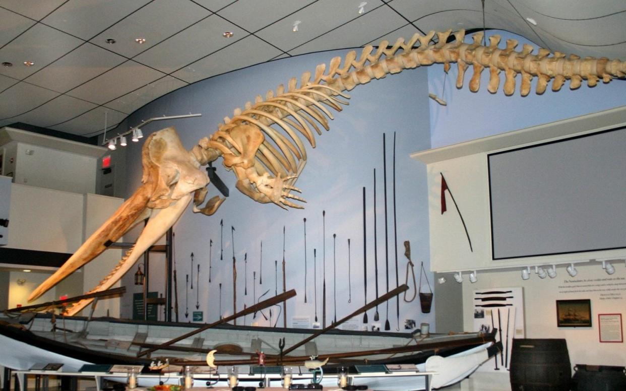 A sperm whale skeleton at the Whaling Museum