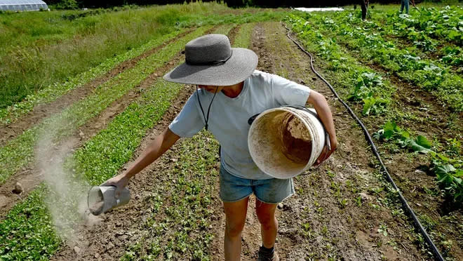 Emma Galante, assistant field manager at Medway Community Farm, spreads diatomaceous earth, a non-toxic powder that repelr flee beetles, on fields of kale, arugula, turnips and radishes in August 2021.