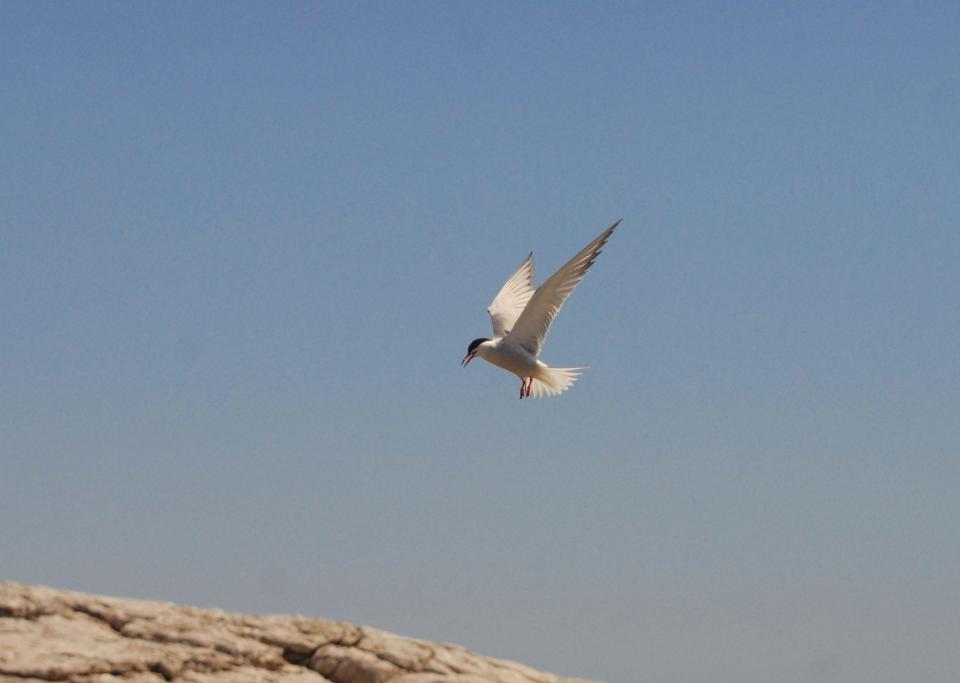 Terns are a seabird in the gull family that travel close to 60,000 miles around the globe each year. They are excellent indicators of ocean and fishery health, and many spend the summers breeding off New England's coast.