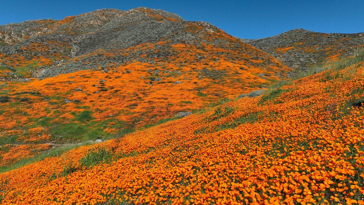 California is exploding with superblooms this year. Here's why. 