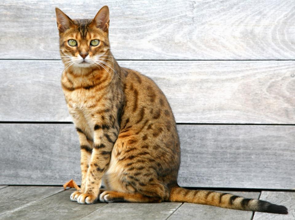 Bengal