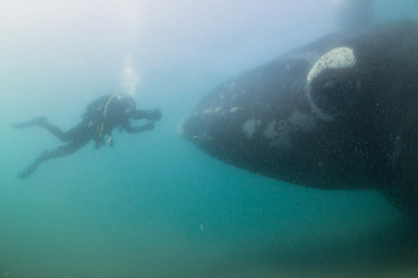 ***EXCLUSIVE***  PENINSULA VALDES, ARGENTINA - UNDATED: A diver comes face to face with a southern right whale mother in shallow waters in Peninsula Valdes, Argentina  A GROUP of whale watchers found themselves becoming the watched - when a huge whale emerged beneath their boat. These stunning images show a 50-tonne southern right whale and its calf inspecting a tour vessel. The images were captured in the warm waters off Peninsula Valdes, Argentina, where the massive mammals flock each year to raise their offspring.  PHOTOGRAPH BY Justin Hofman / Barcroft Media  UK Office, London. T +44 845 370 2233 W www.barcroftmedia.com  USA Office, New York City. T +1 212 796 2458 W www.barcroftusa.com  Indian Office, Delhi. T +91 11 4053 2429 W www.barcroftindia.com