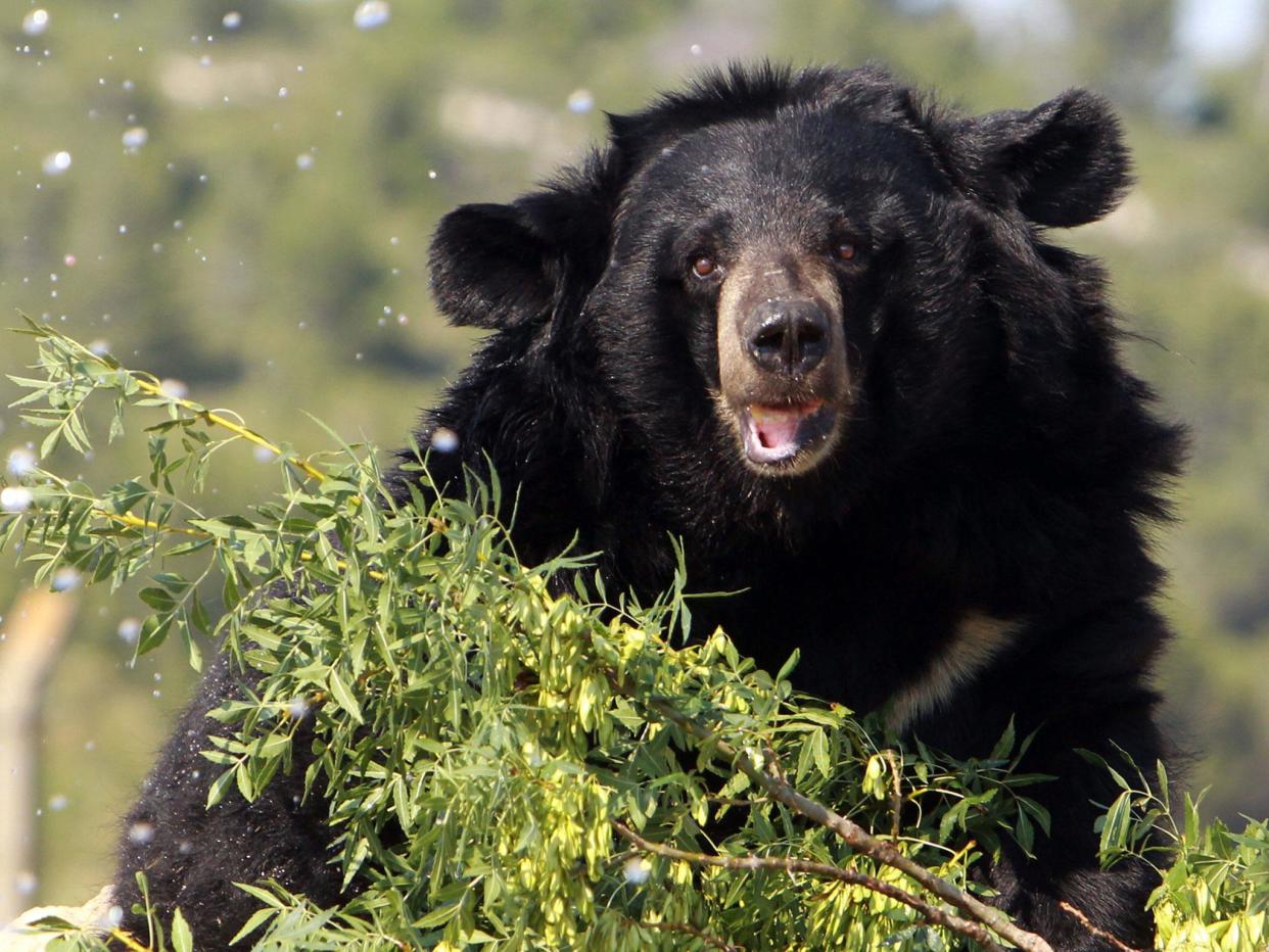 Thongchai Saengprathum said the bear should have been transported in a cage, not in a net: Raymond Roig/AFP/Getty