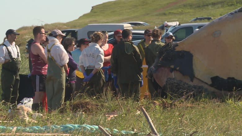 Right whale necropsy underway on P.E.I., 2 more possible