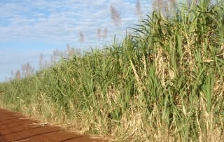 Brazilian sugarcane