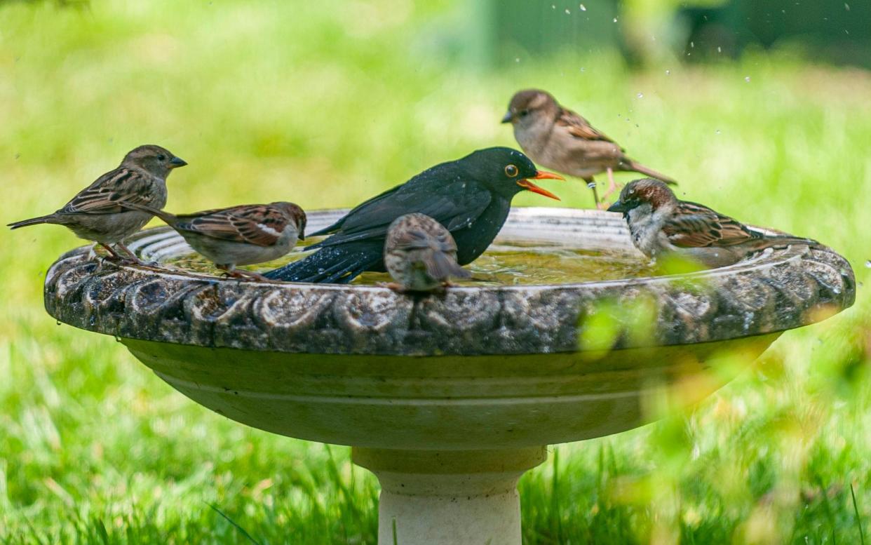 A blackbird and some house sparrows. British birds are less colourful than feathered creatures elsewhere in the world, research has shown - Ian Laker Photography