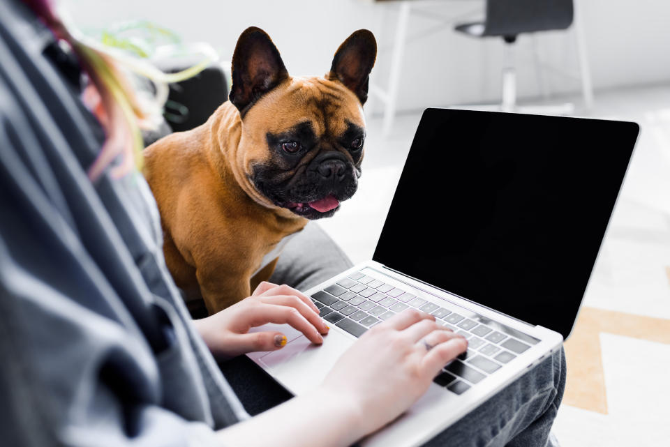 cropped view of cute bulldog sitting near girl using laptop