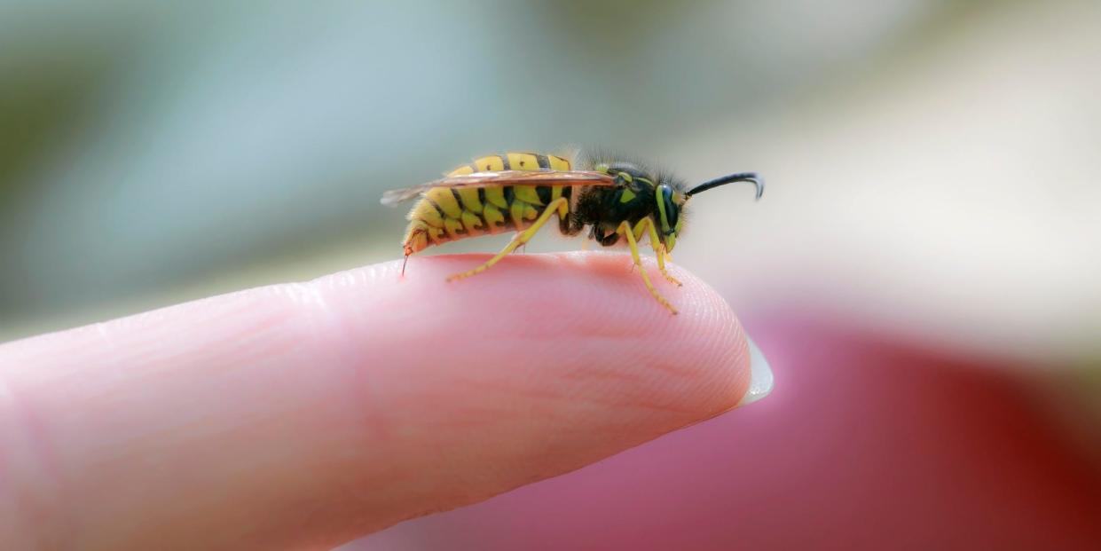 wasp sting