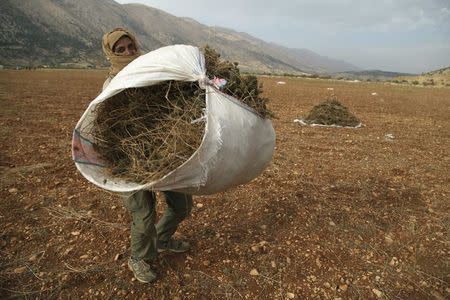 A Syrian refugee (who asked to withhold his name) from Raqqa carries a bundle of cannabis during the harvest in the Bekaa valley, Lebanon October 19, 2015. REUTERS/Alia Haju