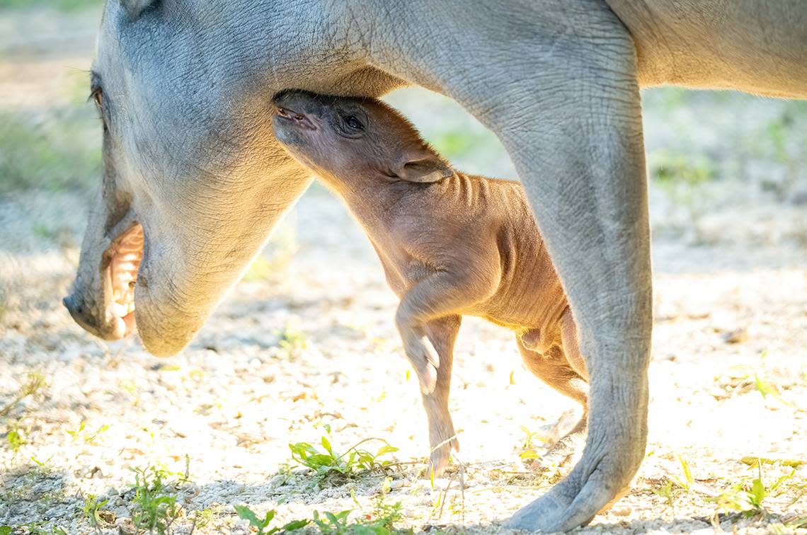 A baby and mother babirusa stand in a lot at Zoo Miami. The baby was born on Dec. 15, 2023.