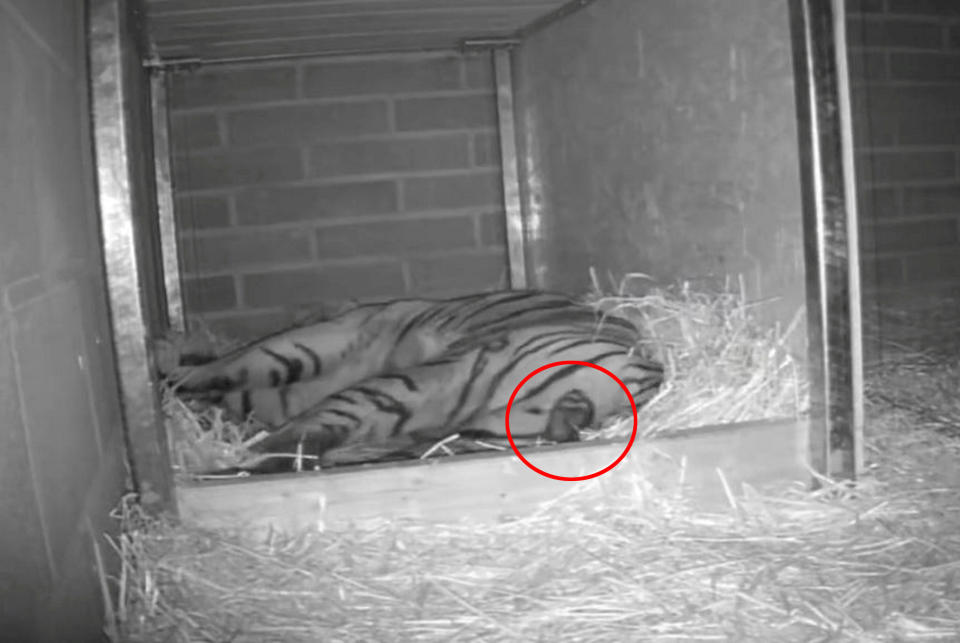 The birth of the Sumatran tiger was captured on CCTV cameras. (SWNS)