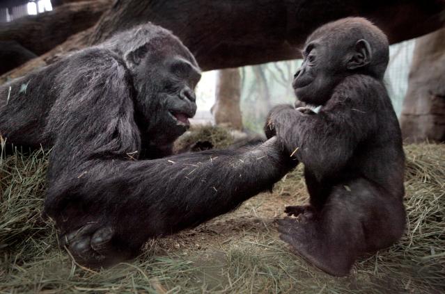 A nine weeks old gorilla baby (gorilla gorilla) is being held by