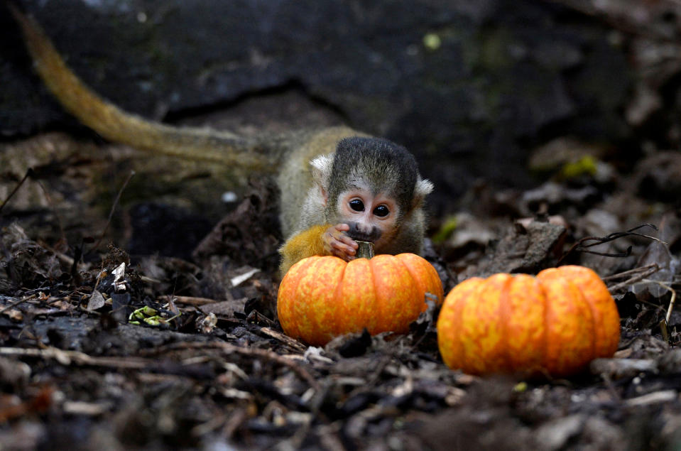 A squirrel monkey plays with a pumpkin