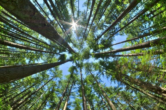 A view of very tall trees from below.