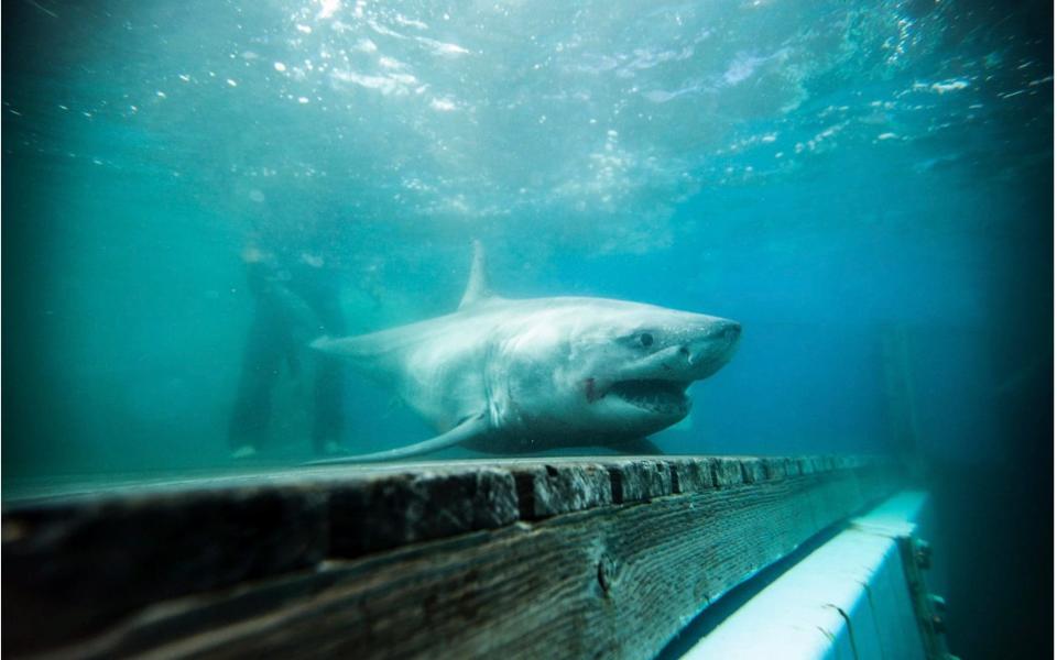 Cabot the great white shark was reportedly detected in Long island Sound - OCEARCH