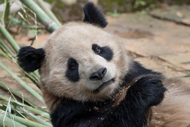 <p>San Diego Zoo</p> Yun Chuan the panda