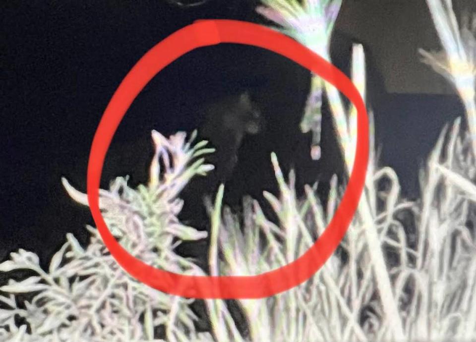 An image from a wildlife camera on July 29 shows what appears to be a cougar in West Richland on property near Bombing Range Road and Van Giesen Street. Amy Phillips/Flora Lane Flowers
