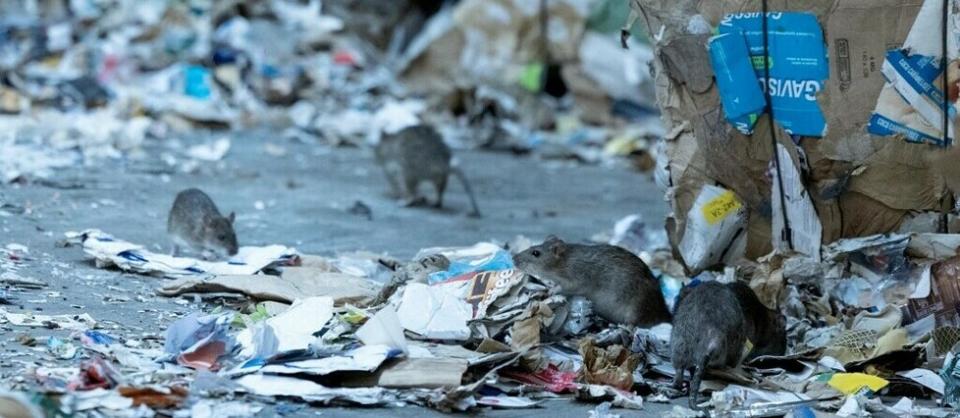 Le nombre d'interventions contre les rongeurs, en particulier les rats,  a explosé en France en 2022 (image d'illustration).  - Credit:THOMAS SAMSON / AFP