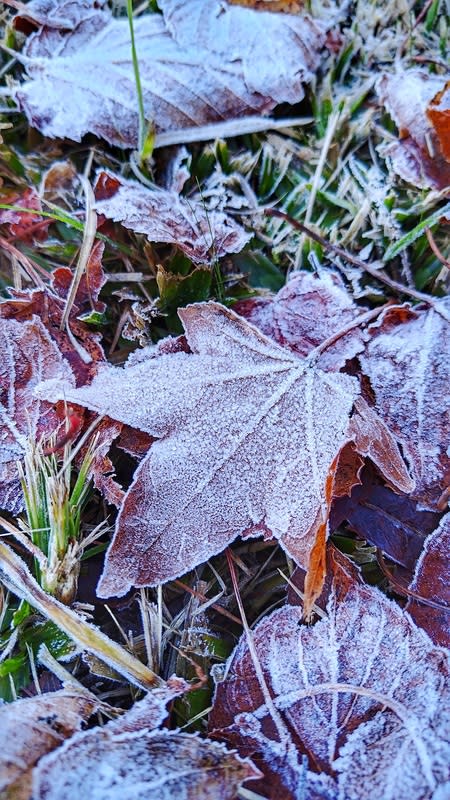 楓葉及樹枝、地面等都鋪上雪白顏色，氛圍超浪漫。   圖：翻攝自農業部林業及自然保育署台中分署官網