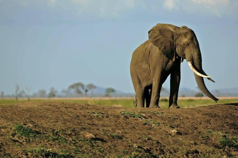 Arguments at the IUCN conference in Hawaii are expected to include hotly debated issues such as what to do about domestic ivory markets which lead to the killing of elephants for their tusks