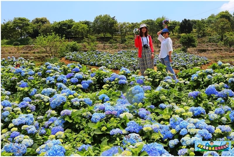 新北市萬里｜高家繡球花