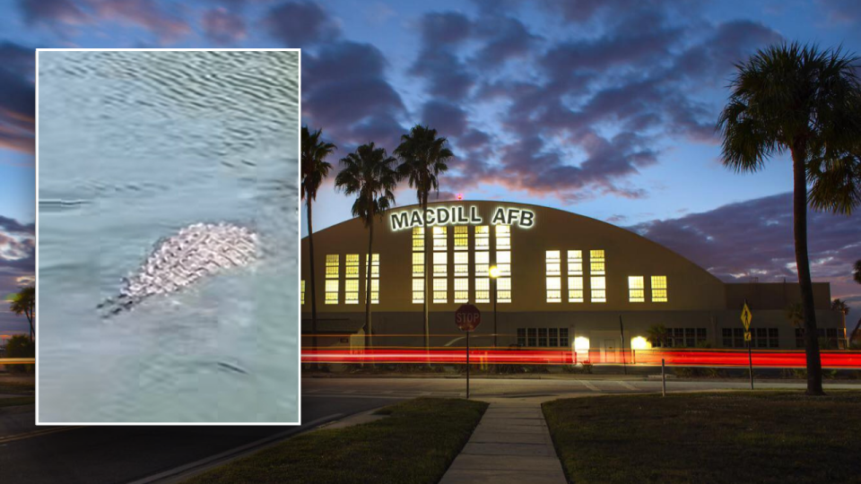 Split image of gator in water and AFB exteriors
