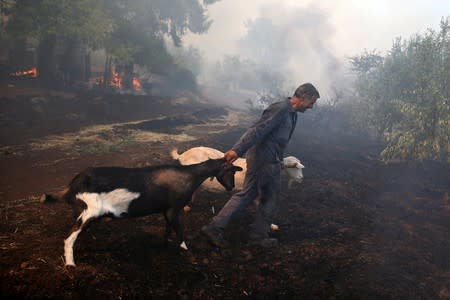 A firefighter removes goats from a farm as a wildfire burns in the village of Makrimalli on the island of Evia