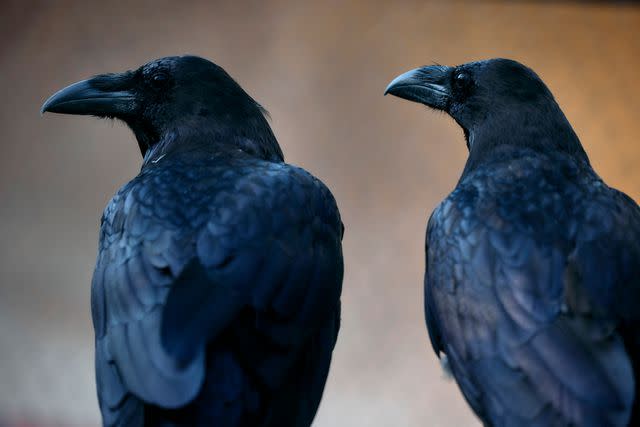 <p>BENJAMIN CREMEL/AFP via Getty</p> Ravens at the Tower of London on July 29, 2024.