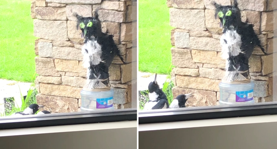 Two images of the magpies 'worshiping' the 'magpie god'.