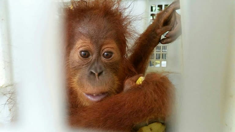 The tiny orangutans rescued at the Thai border were less than six months old