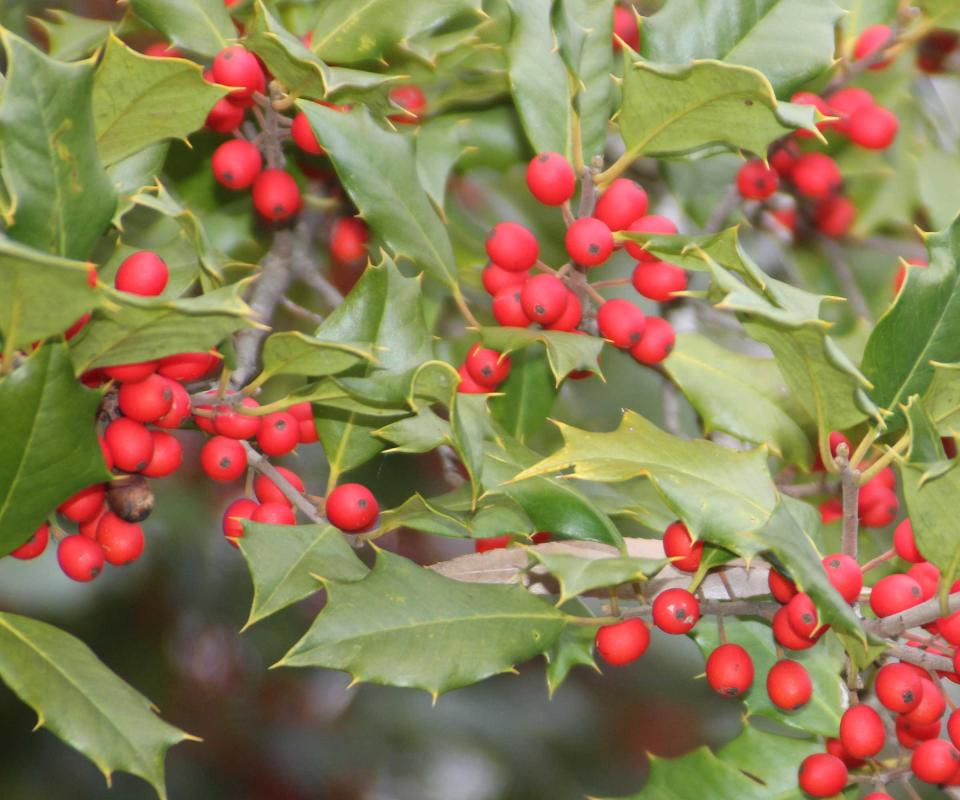 American holly