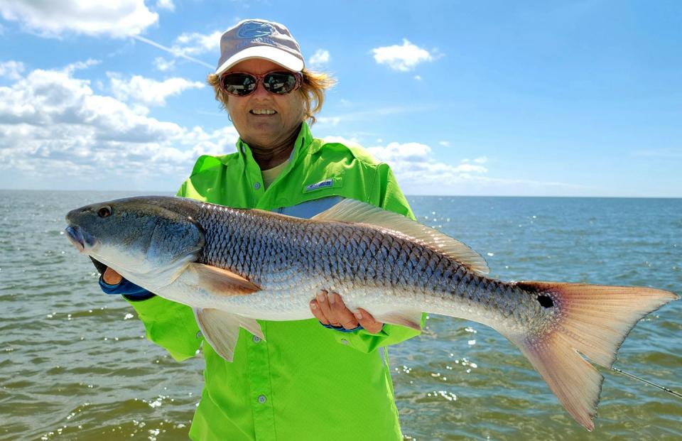 Joanne Wrennick of Ponte Vedra Beach caught this 31-inch redfish on a live pinfish while fishing in Yankeetown with Capt. Marrio Castello, of Tall Tales Charters recently.