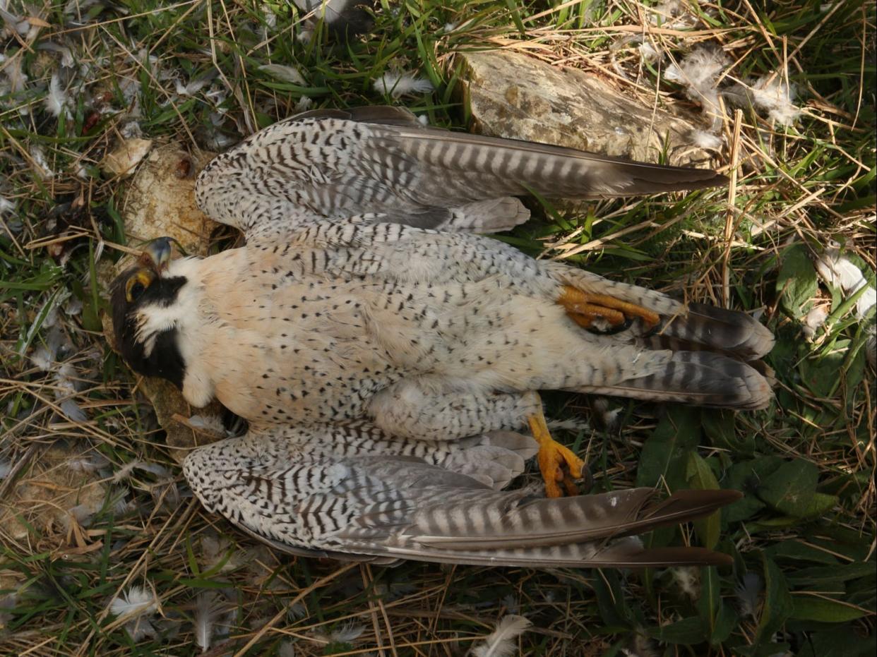 The male peregrine was found next to a pigeon carcass believed to have been used as bait (Guy Shorrock RSPB/North Yorkshire Police)