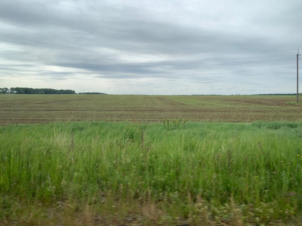 An early crop of potatoes from a field in Luhyny, Ukraine.