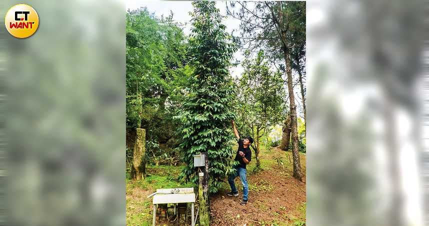 方政倫站在台灣最高的咖啡樹旁，樹高近五公尺。（圖／林士傑攝）