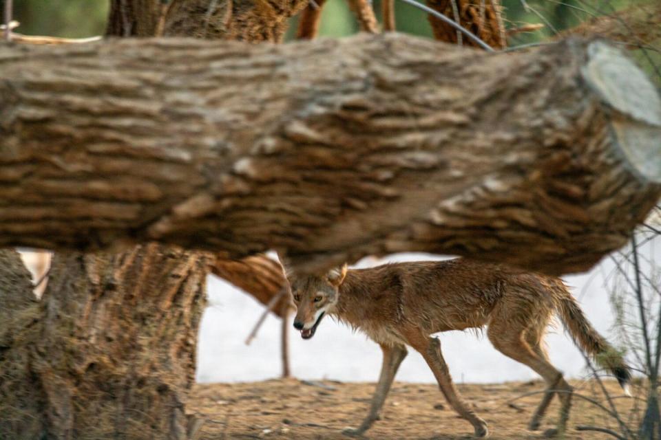 A coyote moves quickly at dusk near the Furnace Creek Visitor Center in Death Valley National Park.