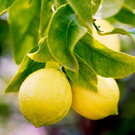 A lemon tree for juice and zest