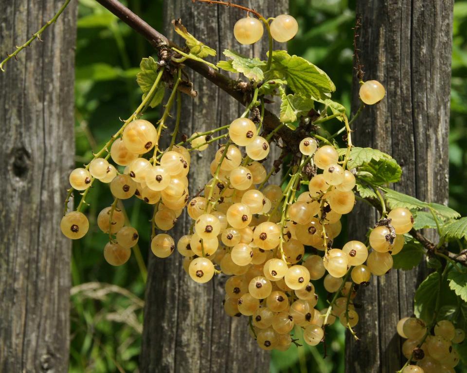 4. White currant ‘Blanka’