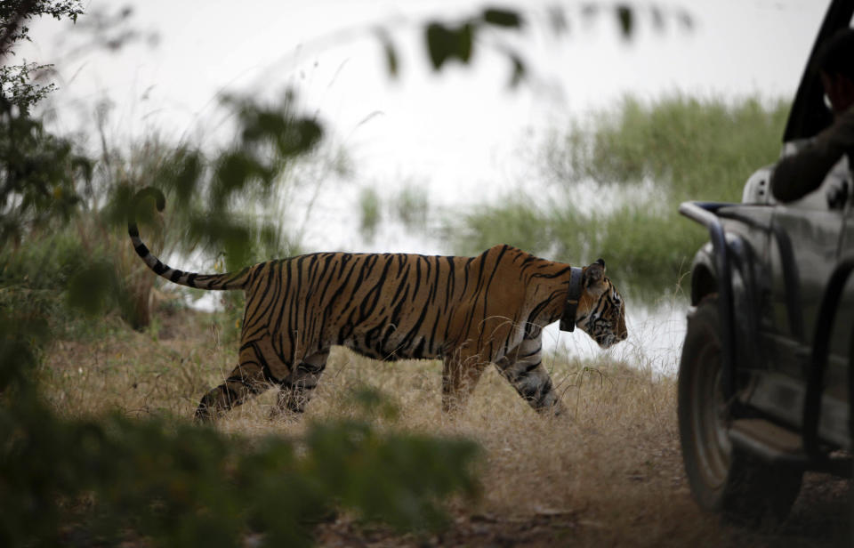 FILE- In this Oct. 22, 2010 file photo, a tiger walks past a vehicle carrying tourists, at Ranthambore National Park in Ranthambore, India. India's top court has lifted a ban on tourism in tiger reserves across the country but asked local governments to regulate visitors. In July the Supreme Court had ordered a complete ban on tourism inside tiger reserves while the government formulated new guidelines. The ban was lifted late Tuesday, Oct. 16. 2012 after the government announced new rules aimed at allowing tourism to co-exist with conservation. (AP Photo/ Mustafa Quraishi, File)