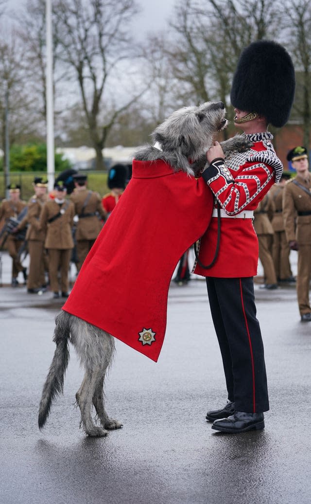 Irish Wolfhound jumping up on handler